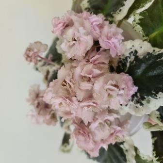 Ma's Corsage