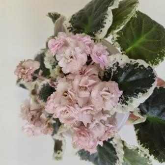 Ma's Corsage