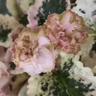 Ma's Corsage